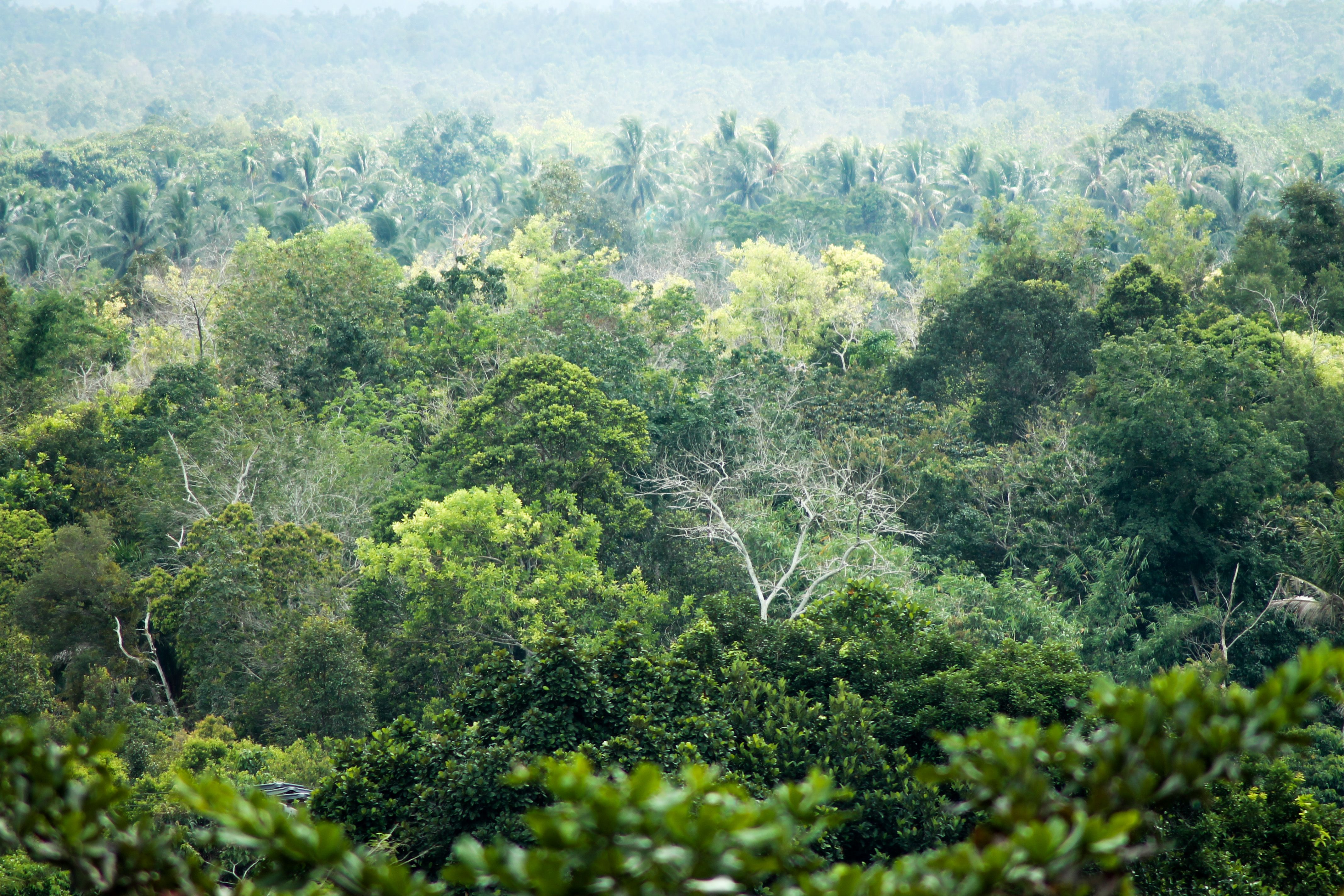 Indonesian Jungle